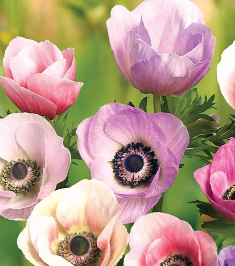 Pastel Mix Anemone Carmel