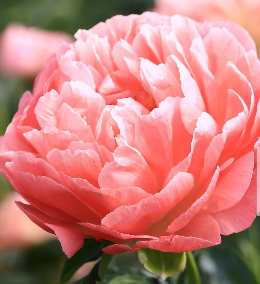 Coral Sunset Early Season Flowering Peony