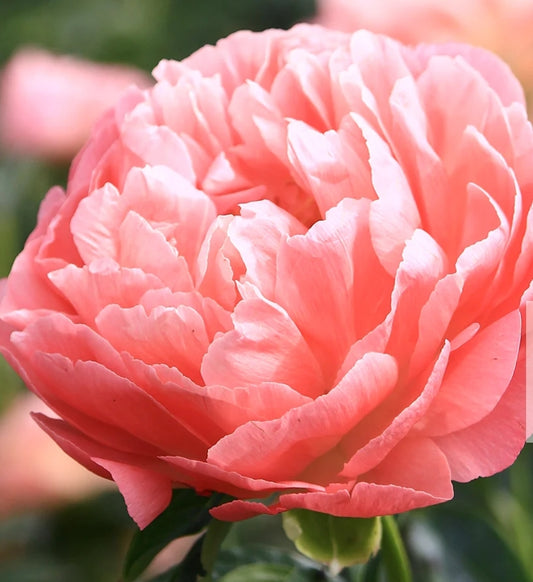 Coral Sunset Early Season Flowering Peony