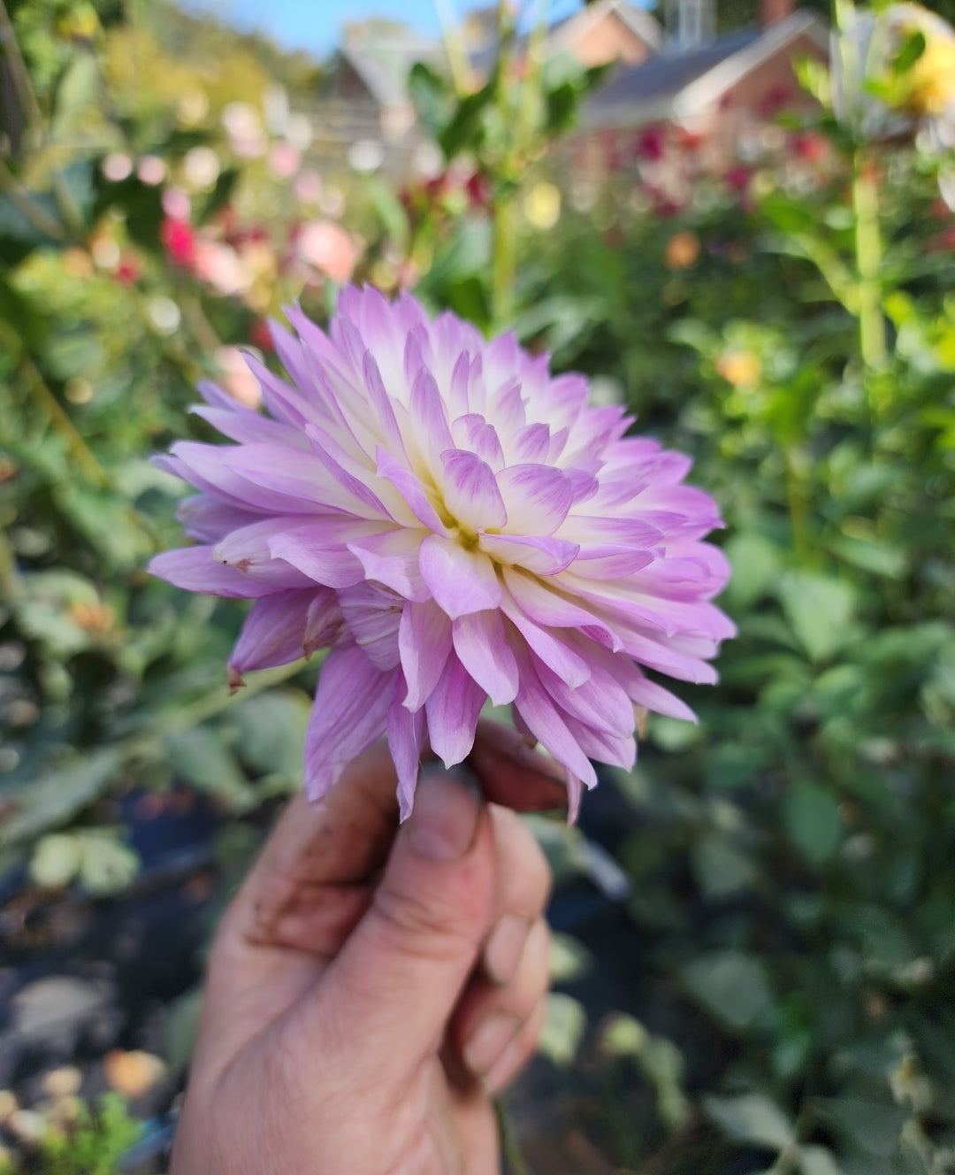 Hapet Angelique (1 tuber)