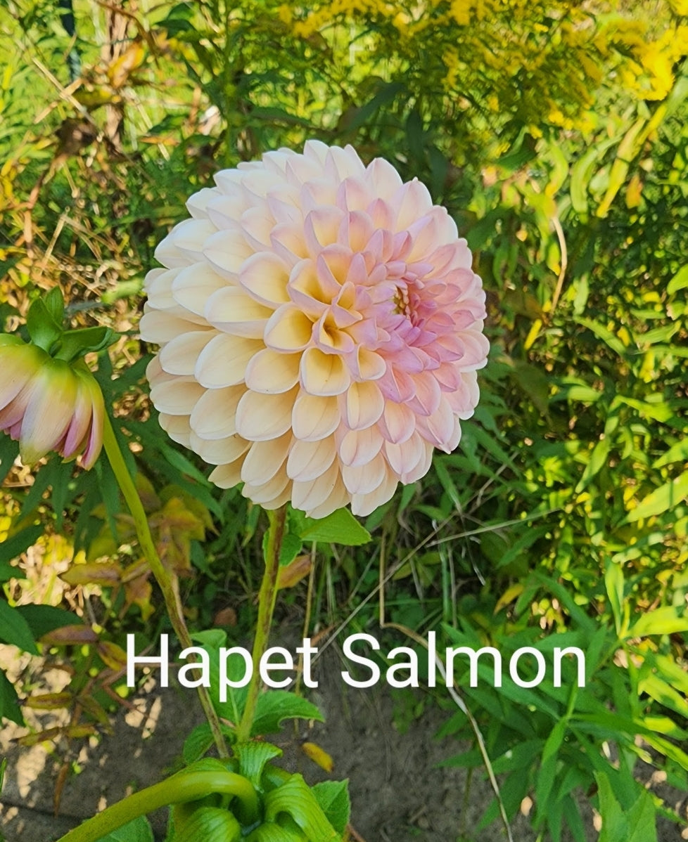 Hapet Salmon (1 tuber)
