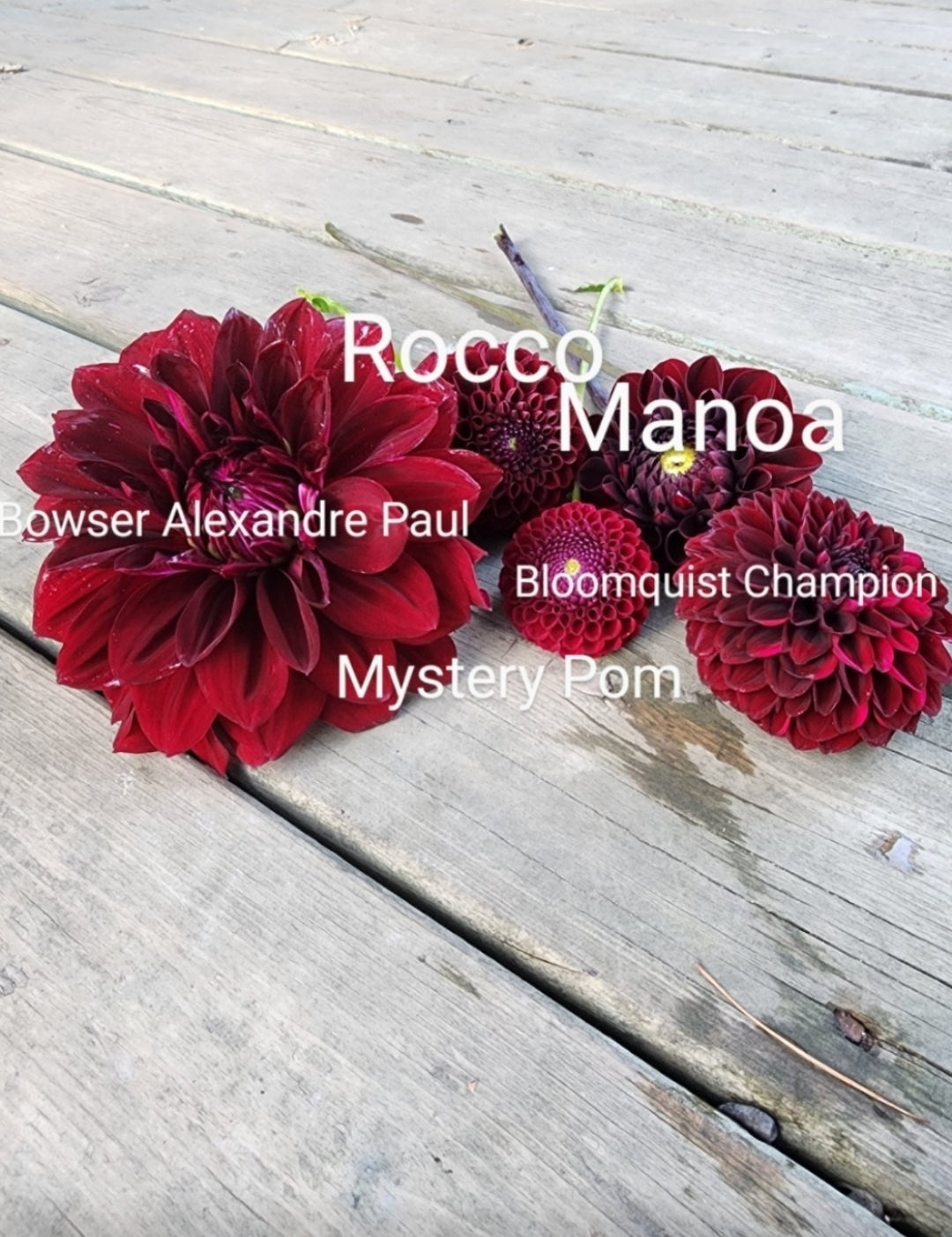 Bowser Alexandre Paul (1 tuber)