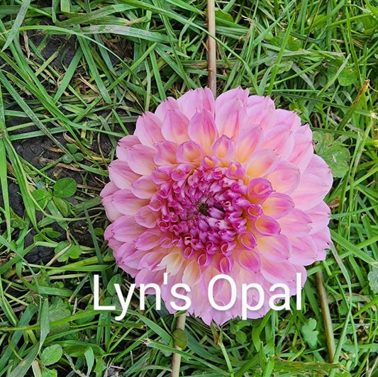 Lyn's Opal (1 tuber)