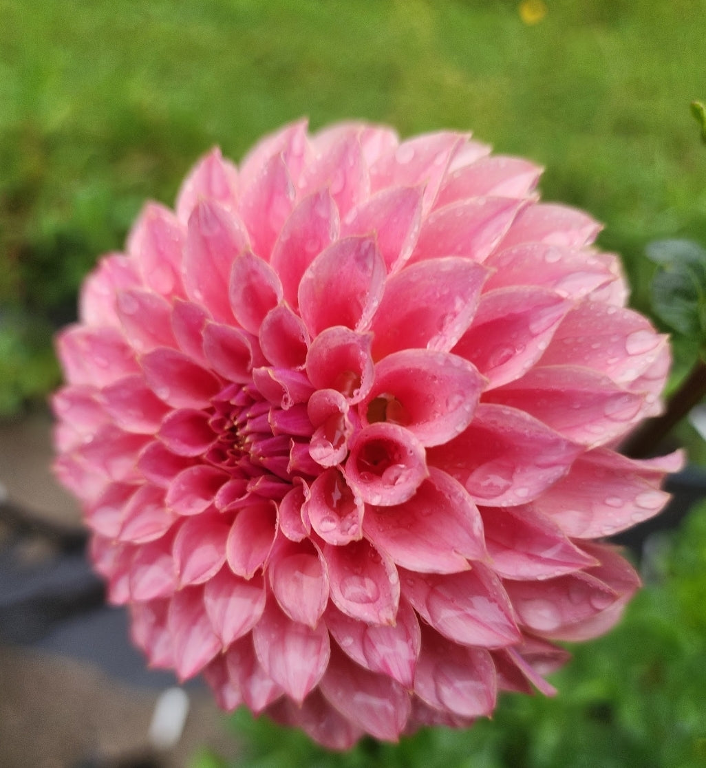 Canada Only Spring Shipped KA's® Coral Sea (1 cutting)