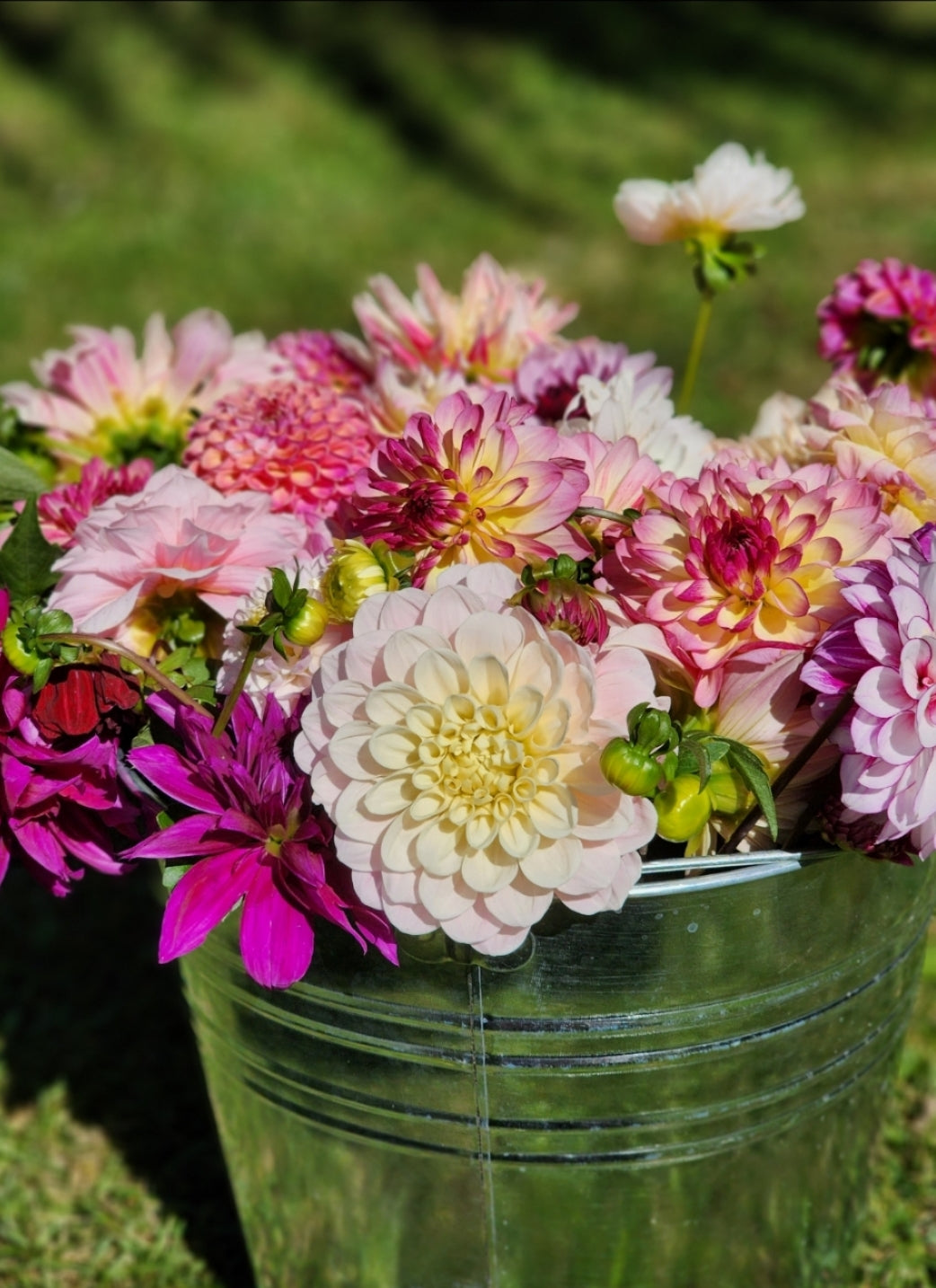 25 Sweet Pea stems- Please speak to Leah before ordering