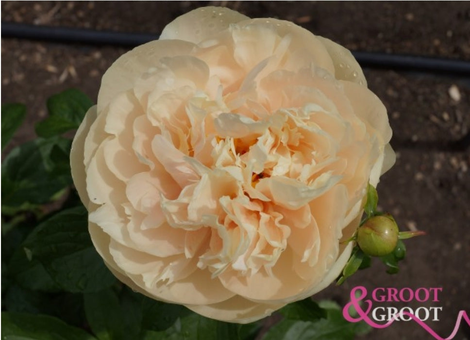 Pastelegance Peony