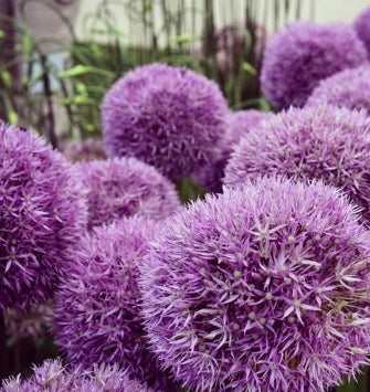 Pinball Wizard Allium