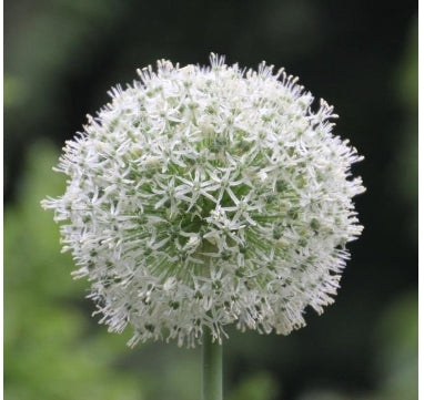 Mount Everest Allium