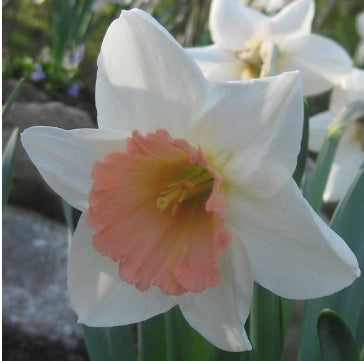 Pink Charm Daffodil