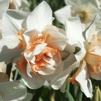 Replete Daffodil
