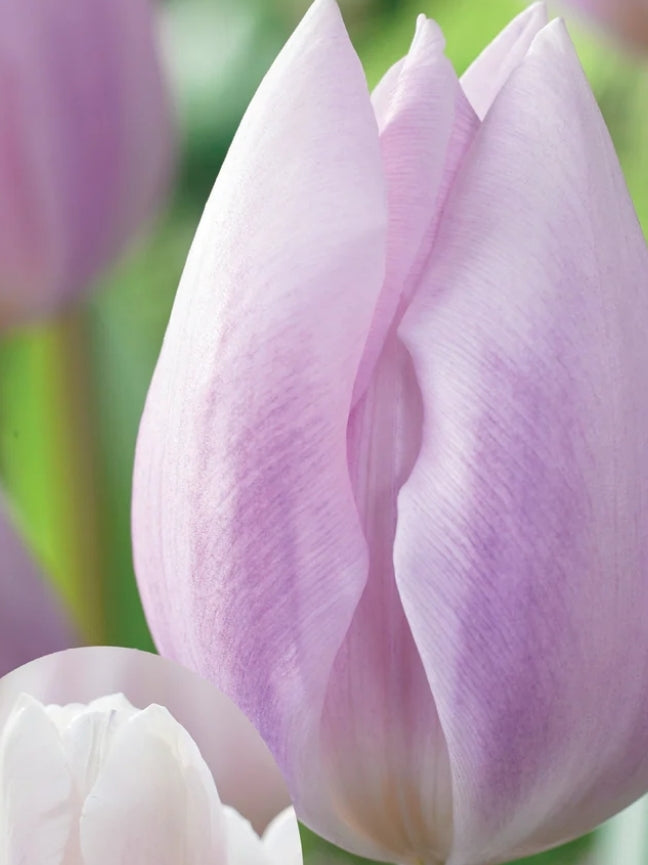 Silver Cloud Triumph Tulips