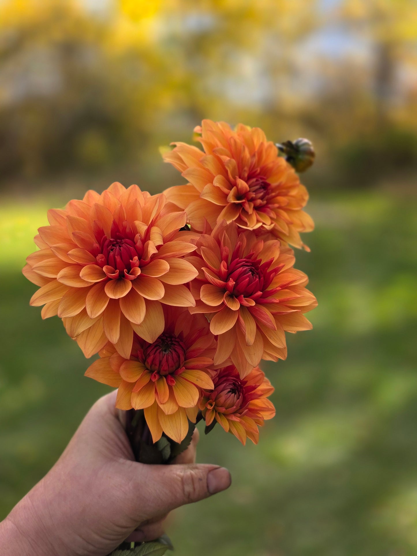 Statue of Orange (1 Tuber)
