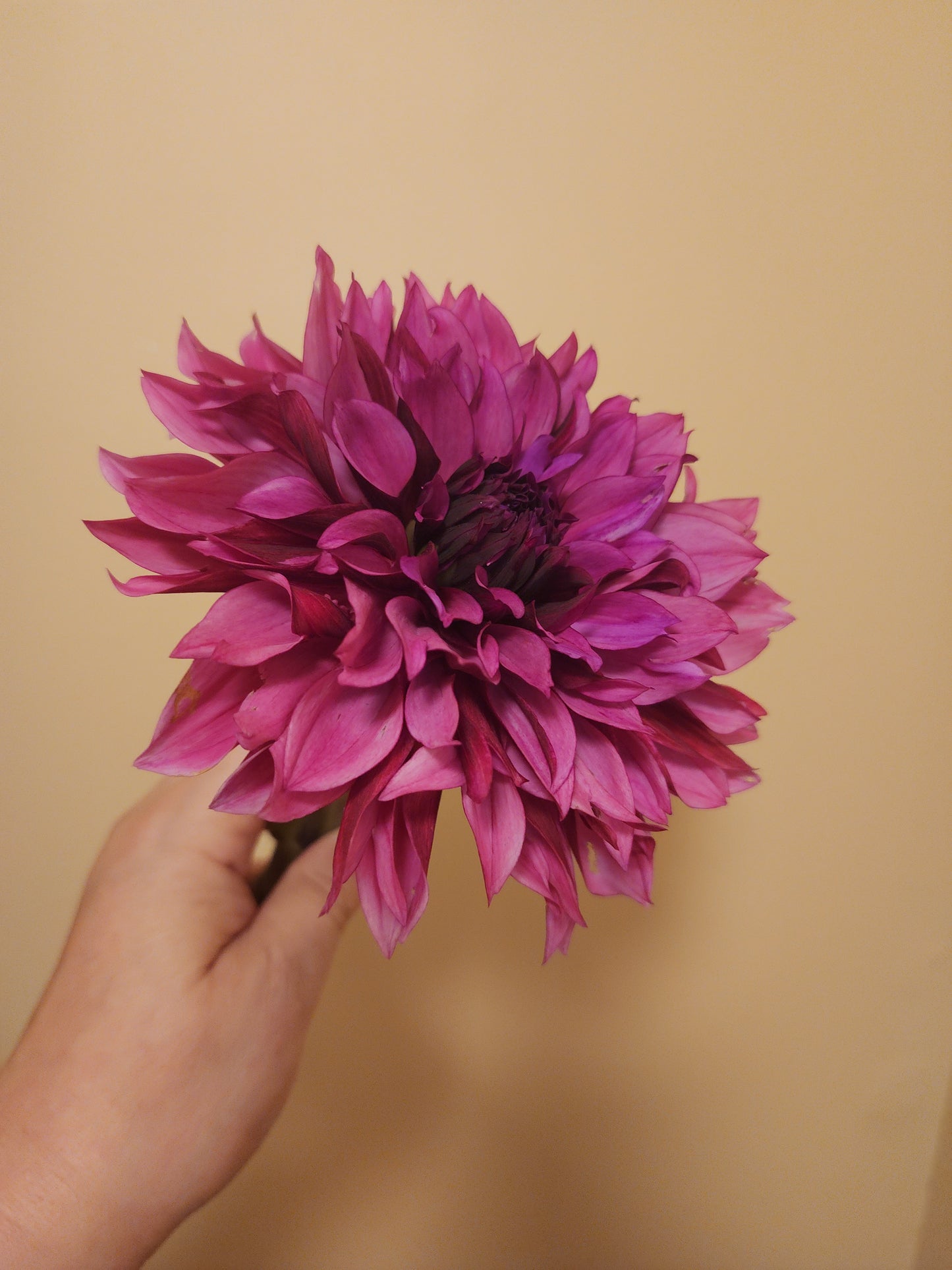 Toronto PICK UP ONLY Tanita (1 cutting)