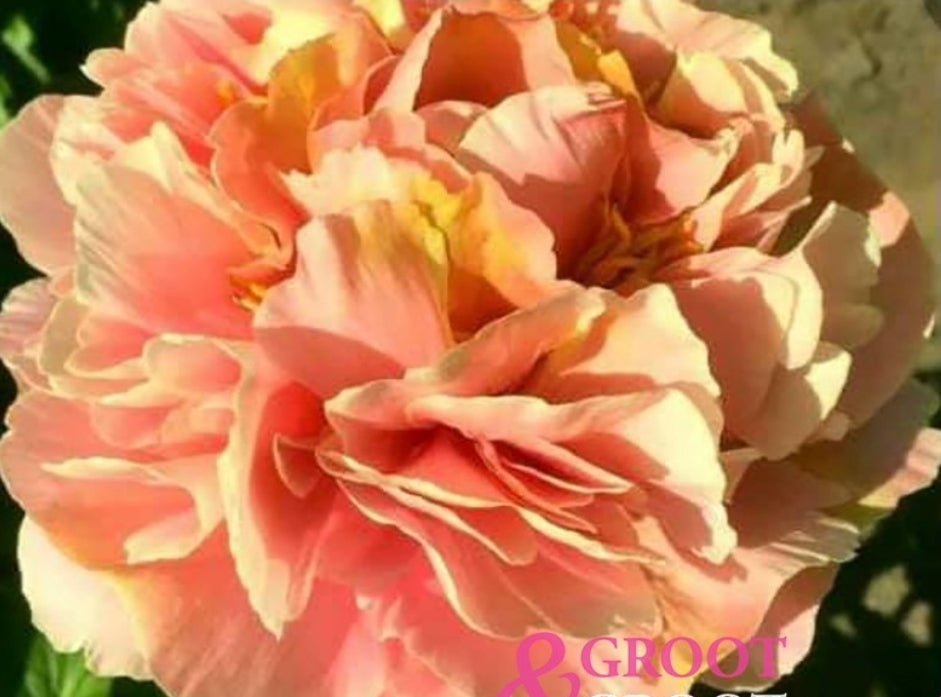 Triphena Parkin Peony