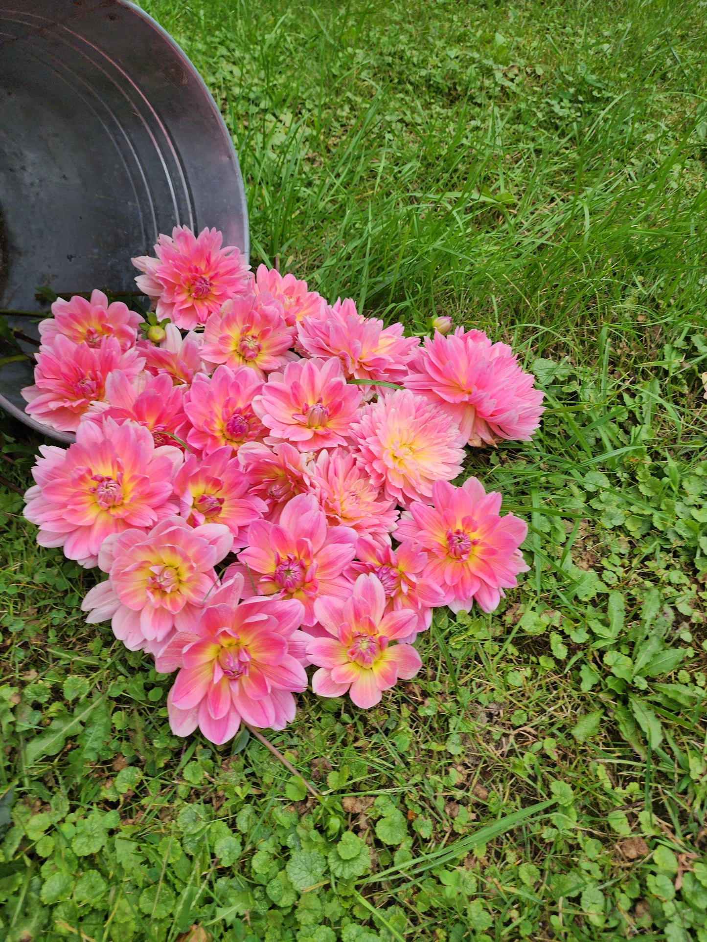Toronto PICK UP ONLY Twiggy (1 cutting)