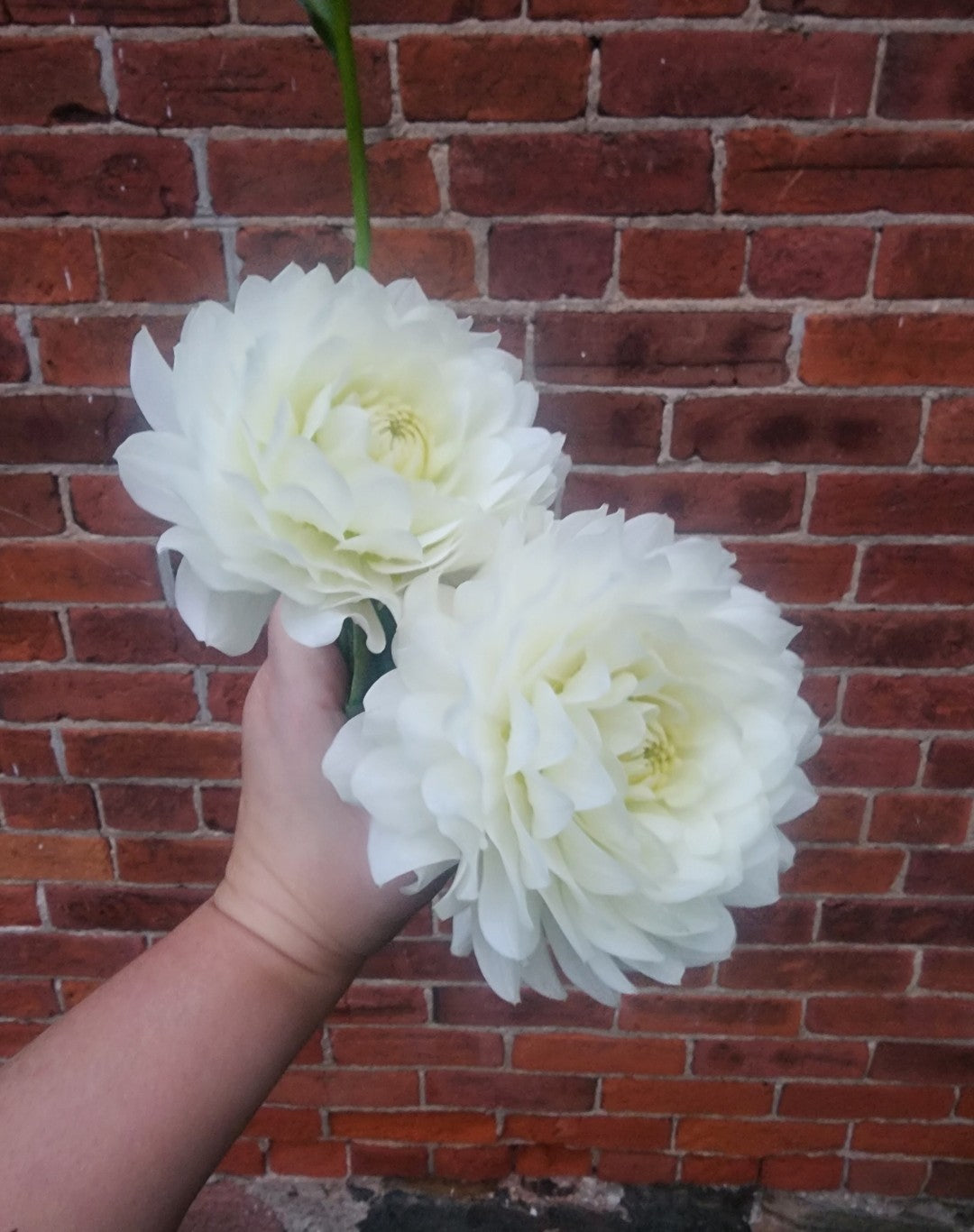 LIMIT ONE Van Isle Cirrus (1 Tuber)