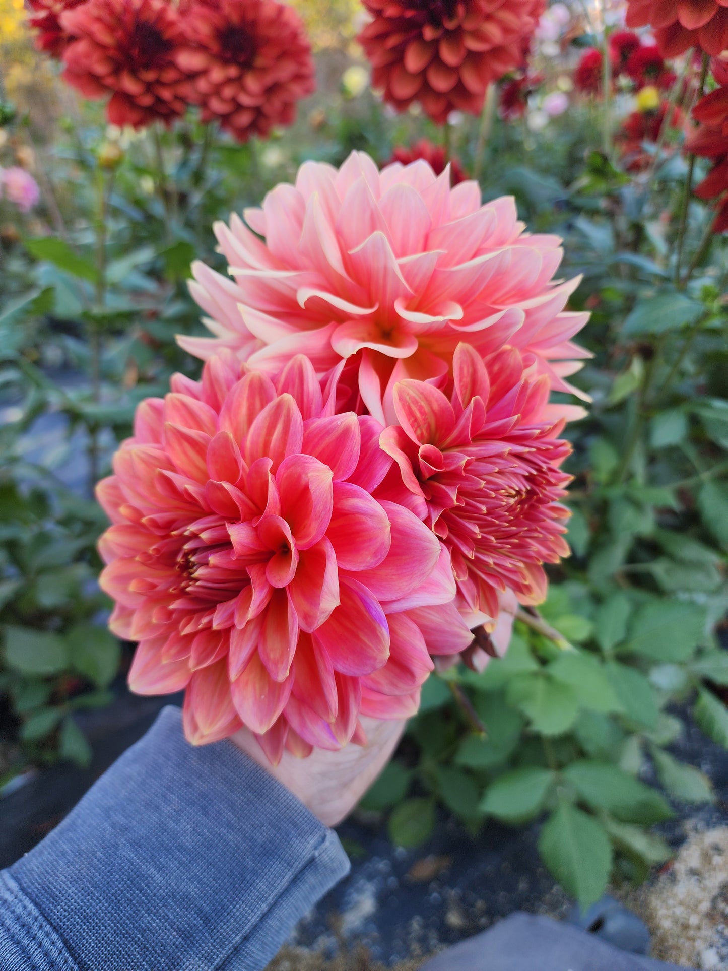 Vian 2 to Tango (1 tuber)