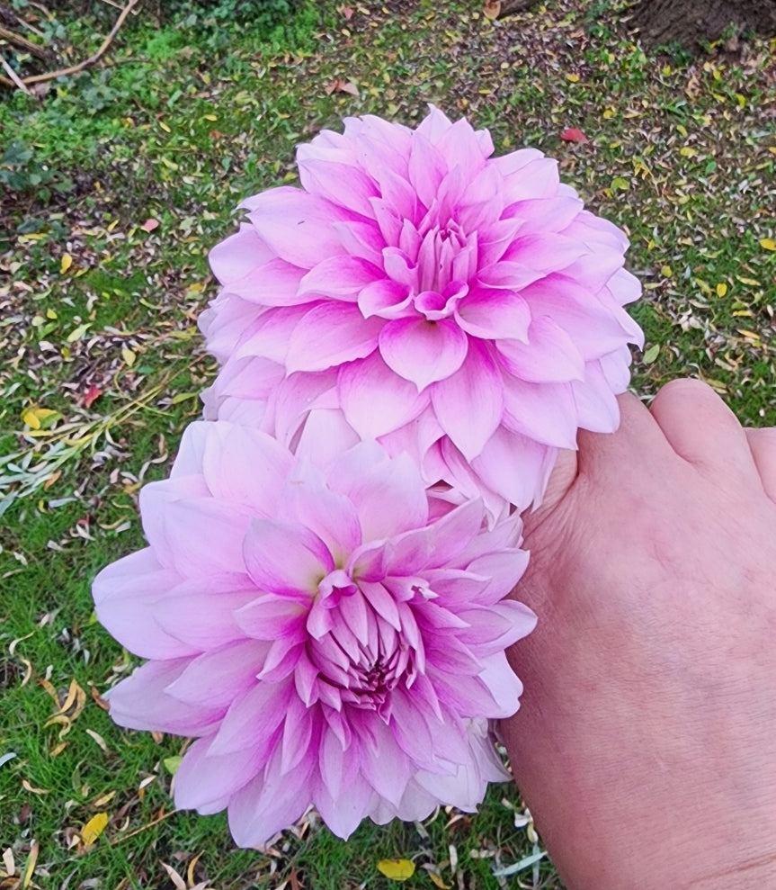 WB'S Misbehavin' (1 tuber)