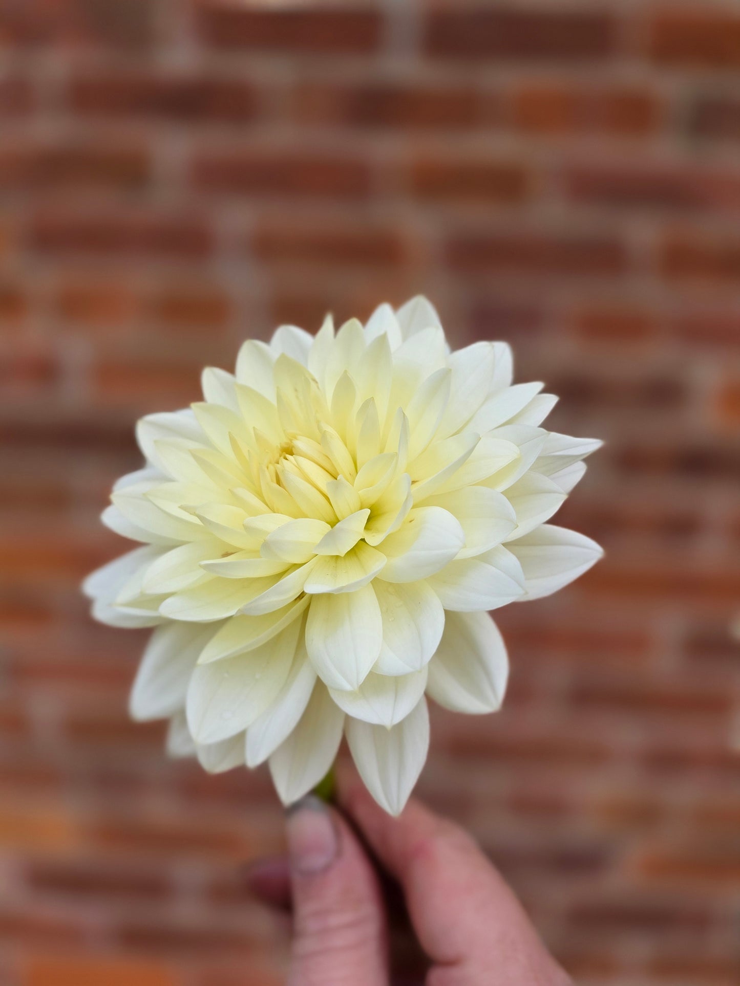 White Ballet (1 tuber)