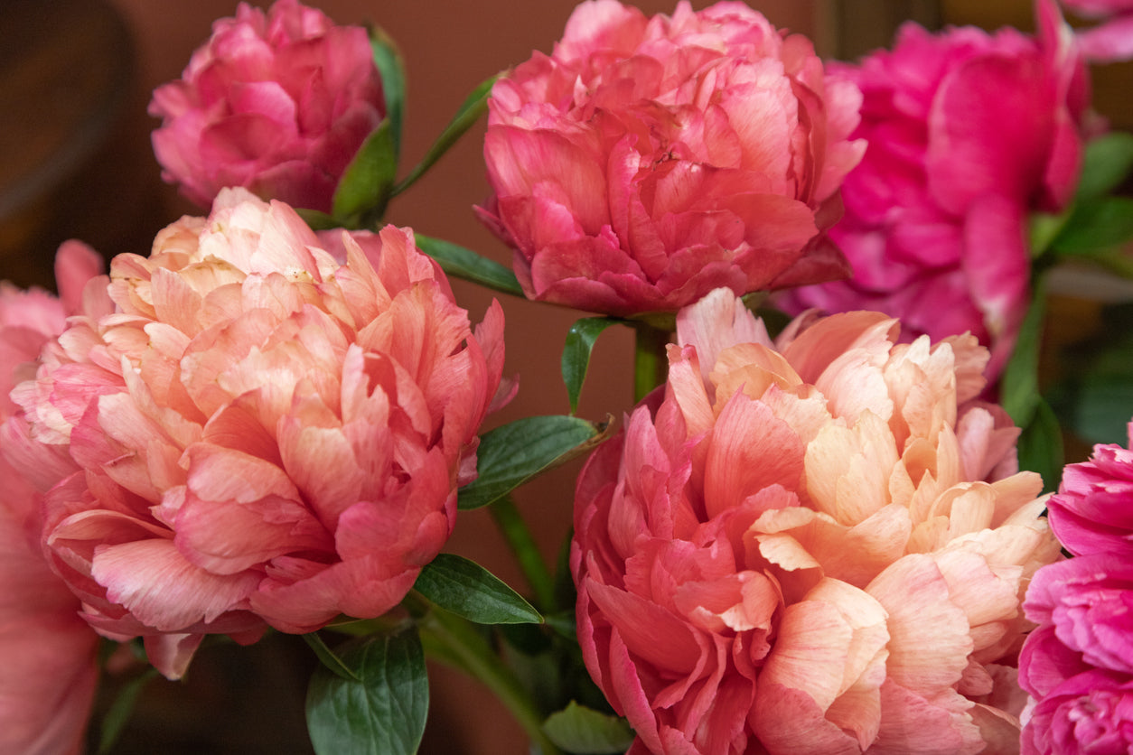 Peony Fall Shipped Lorelei