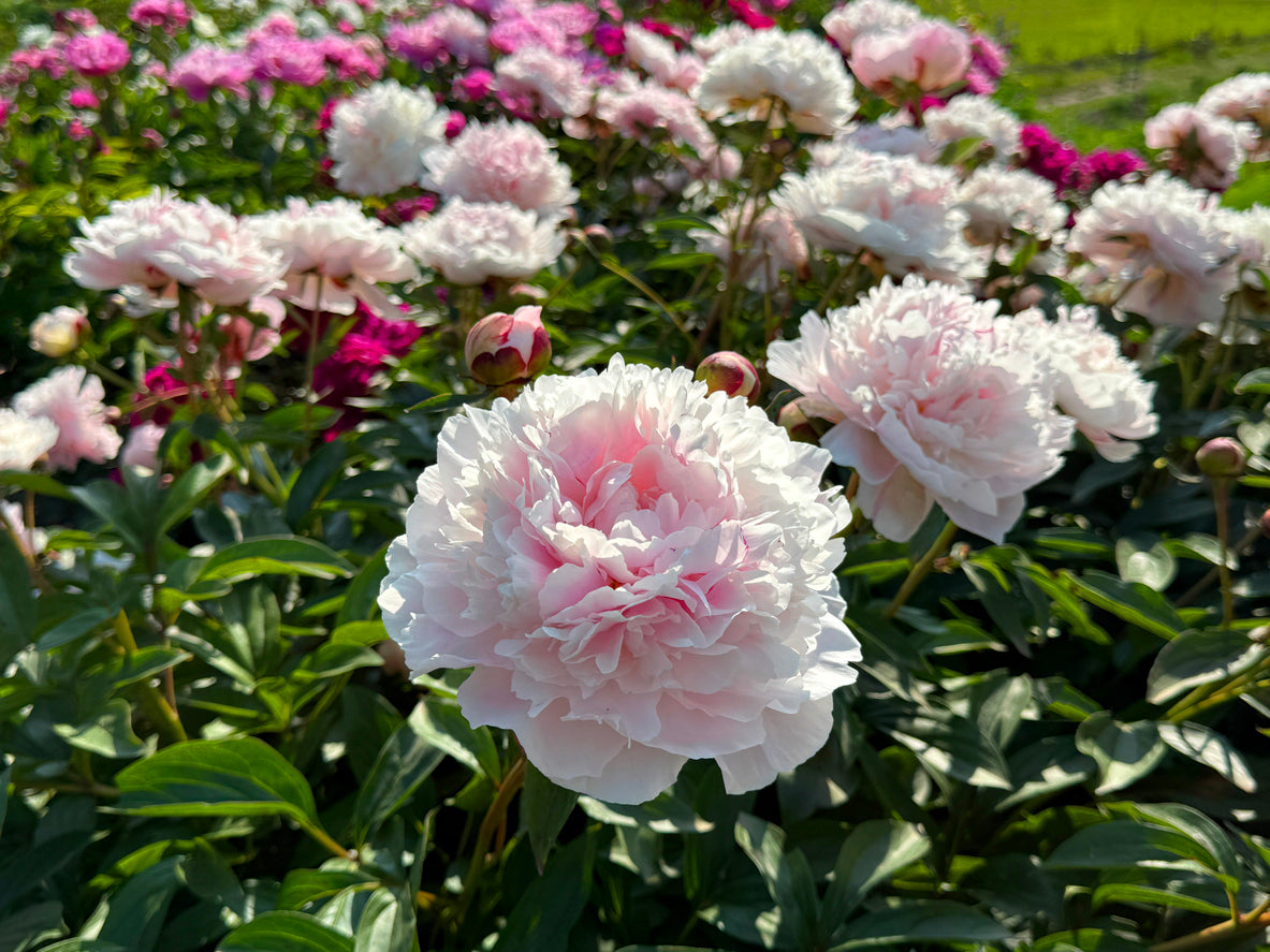 Peony Fall Shipped Pillow Talk