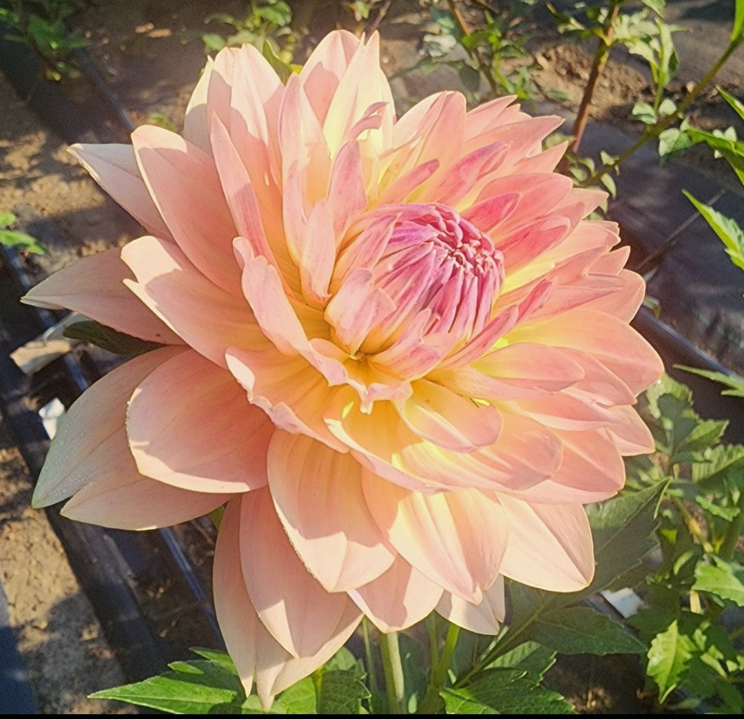 Joel'sFavourite (1 Imported Tuber)