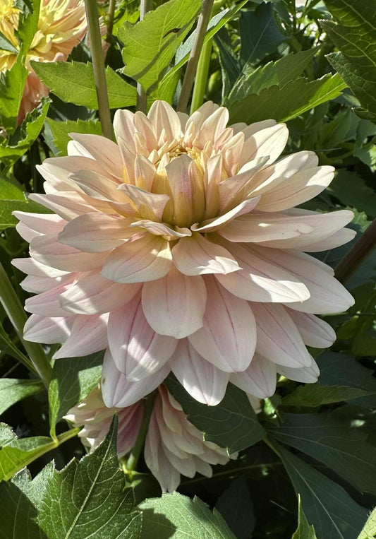 Glossy Olivia/Annika Imported (10 Tubers)