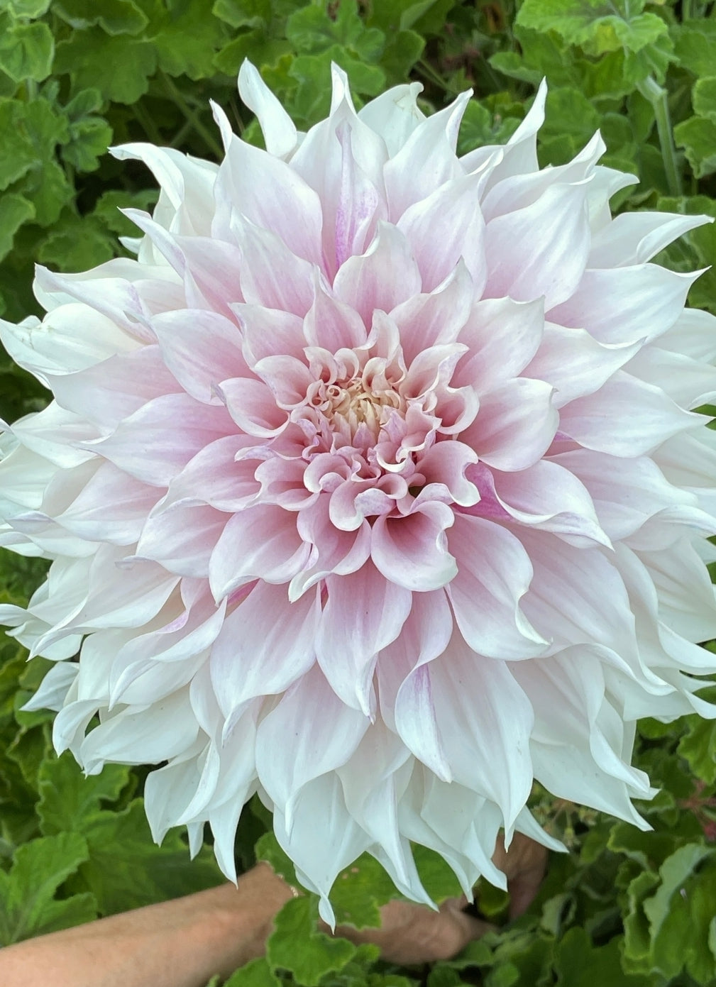 Toronto PICK UP ONLY KA'S Lavender Blush (1 cutting)
