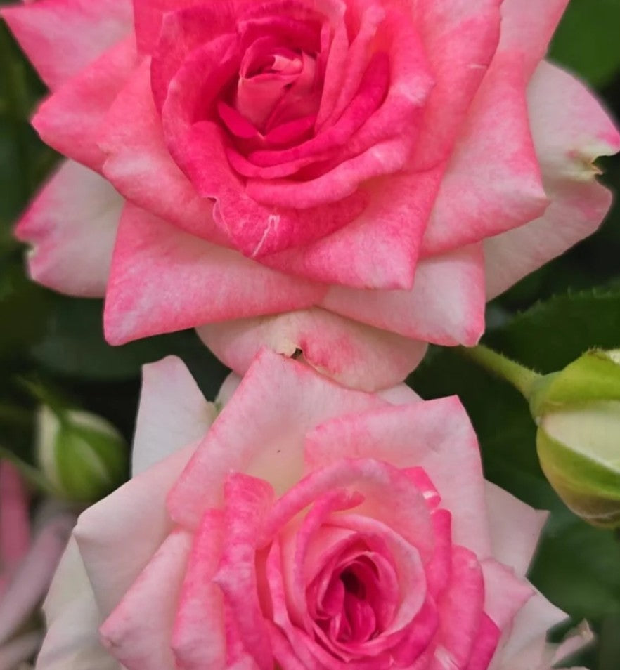 Midnight Magic™ - Experienced (1 Bare Root Rose)