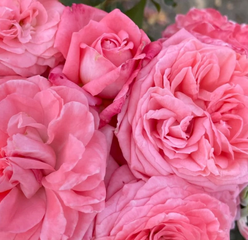 The Most Beautiful™ - Experienced (1 Bare Root Rose)