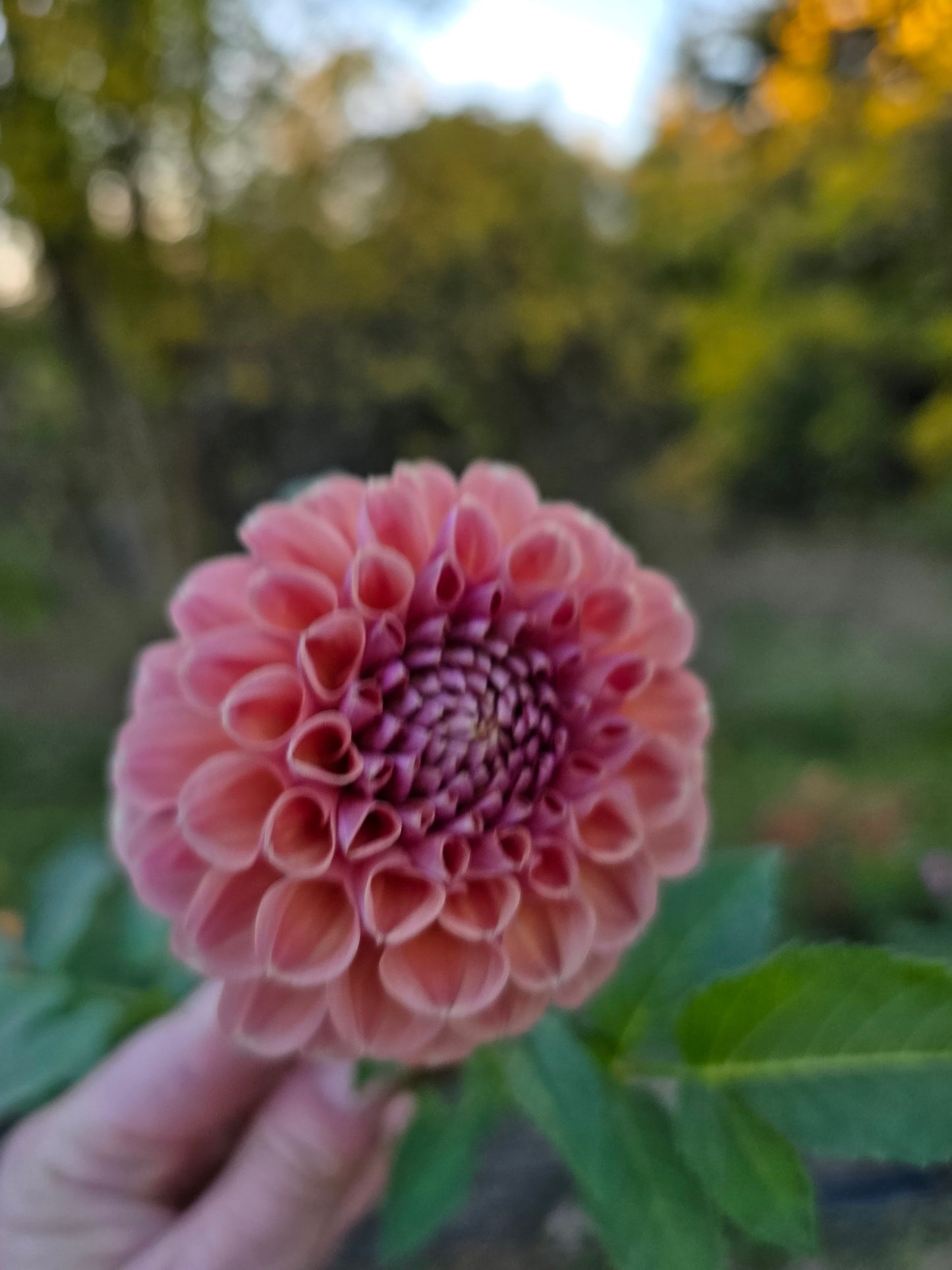 Canada Only Spring Shipped Breannon (1 cutting)