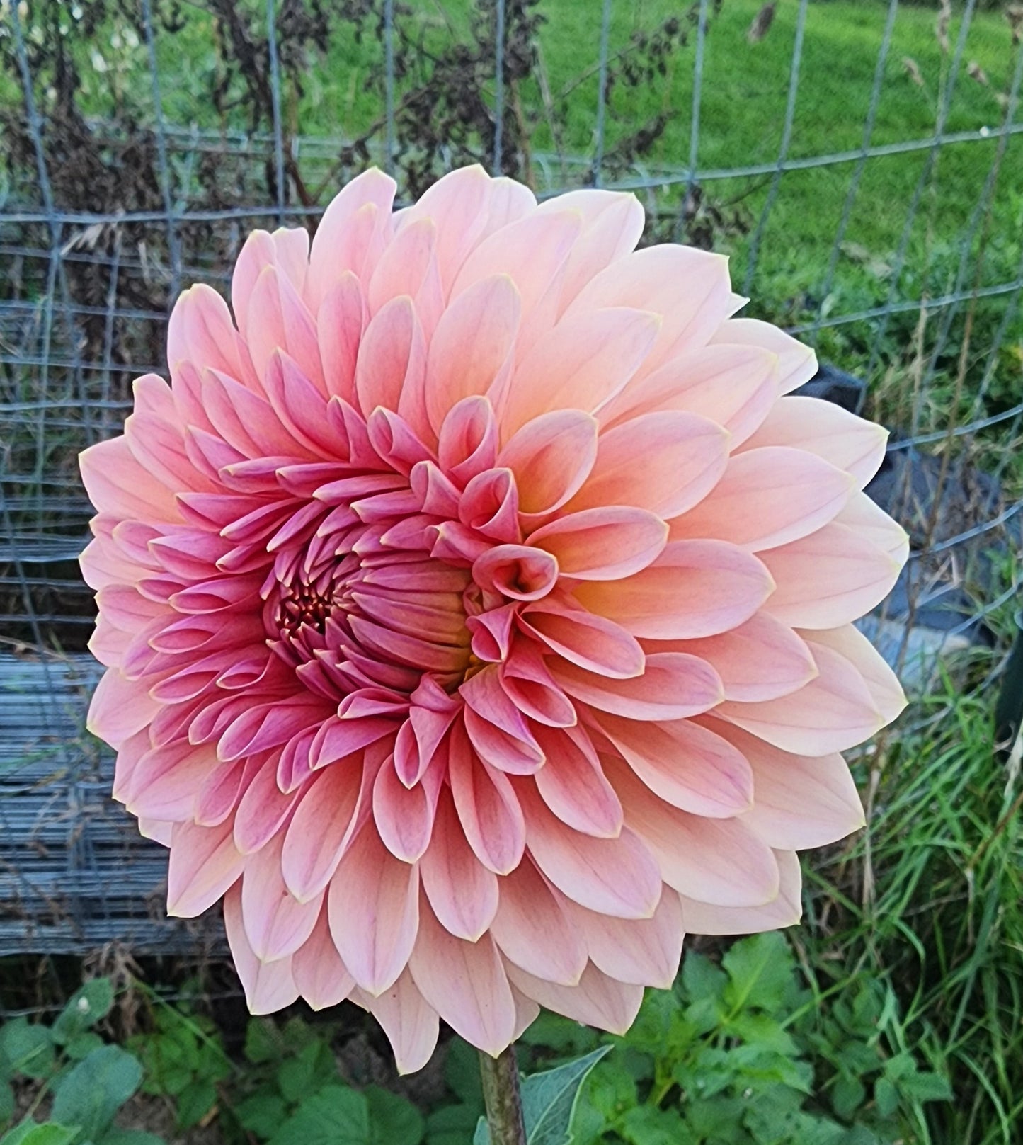 Beauty Queen (1 tuber)