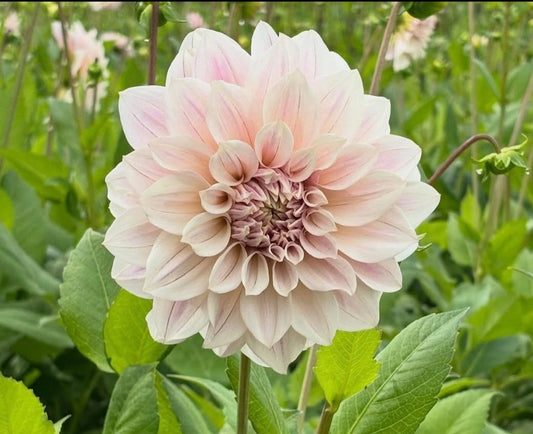 Titan Ballerina Blush Imported (1 Tuber)