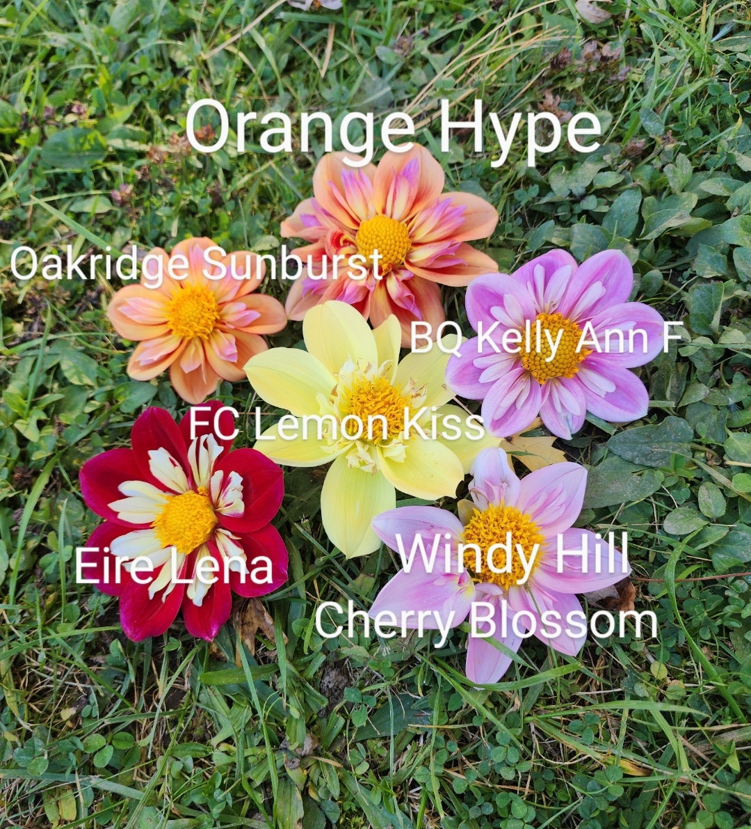 Toronto PICK UP ONLY Orange Hype (1 cutting)