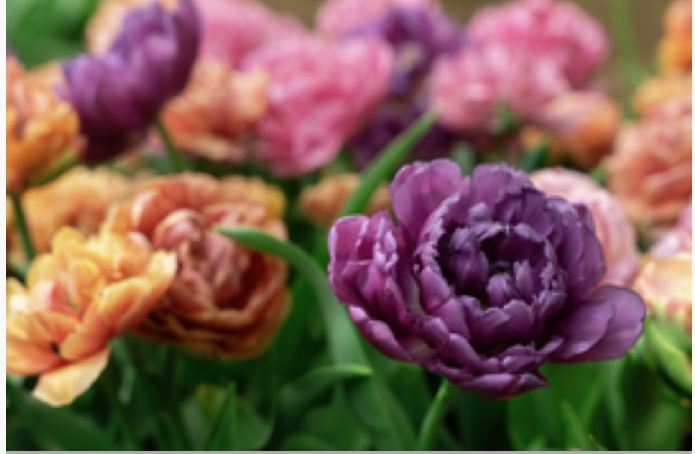 Tulips Fall Shipped Mixed Doubles (25 bulbs)