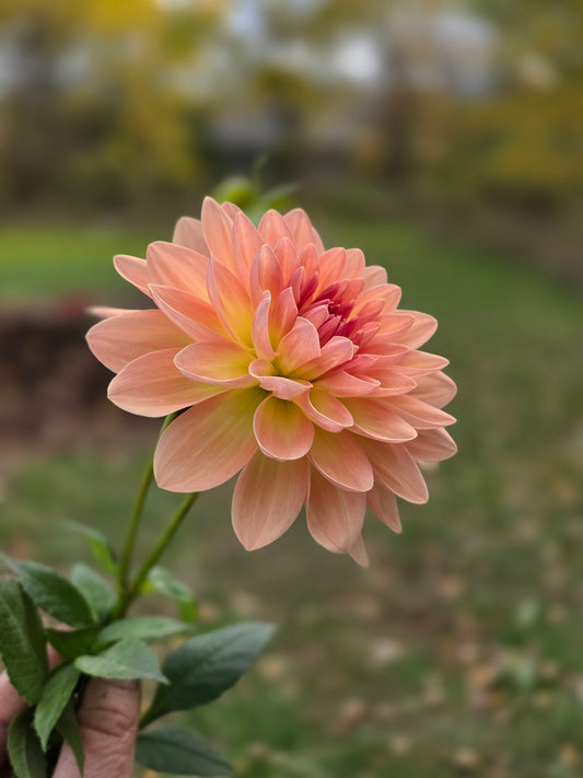 Canada Only Spring Shipped Kitty (1 cutting)