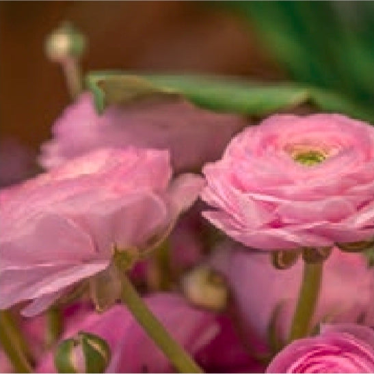 Aviv Roze Ranunculus