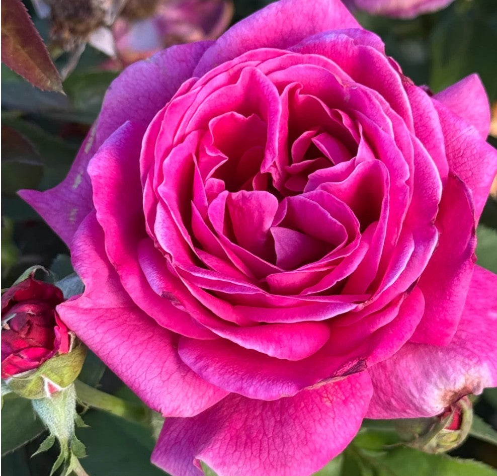 In the Pink™ - Beginner (1 Bare Root Rose)