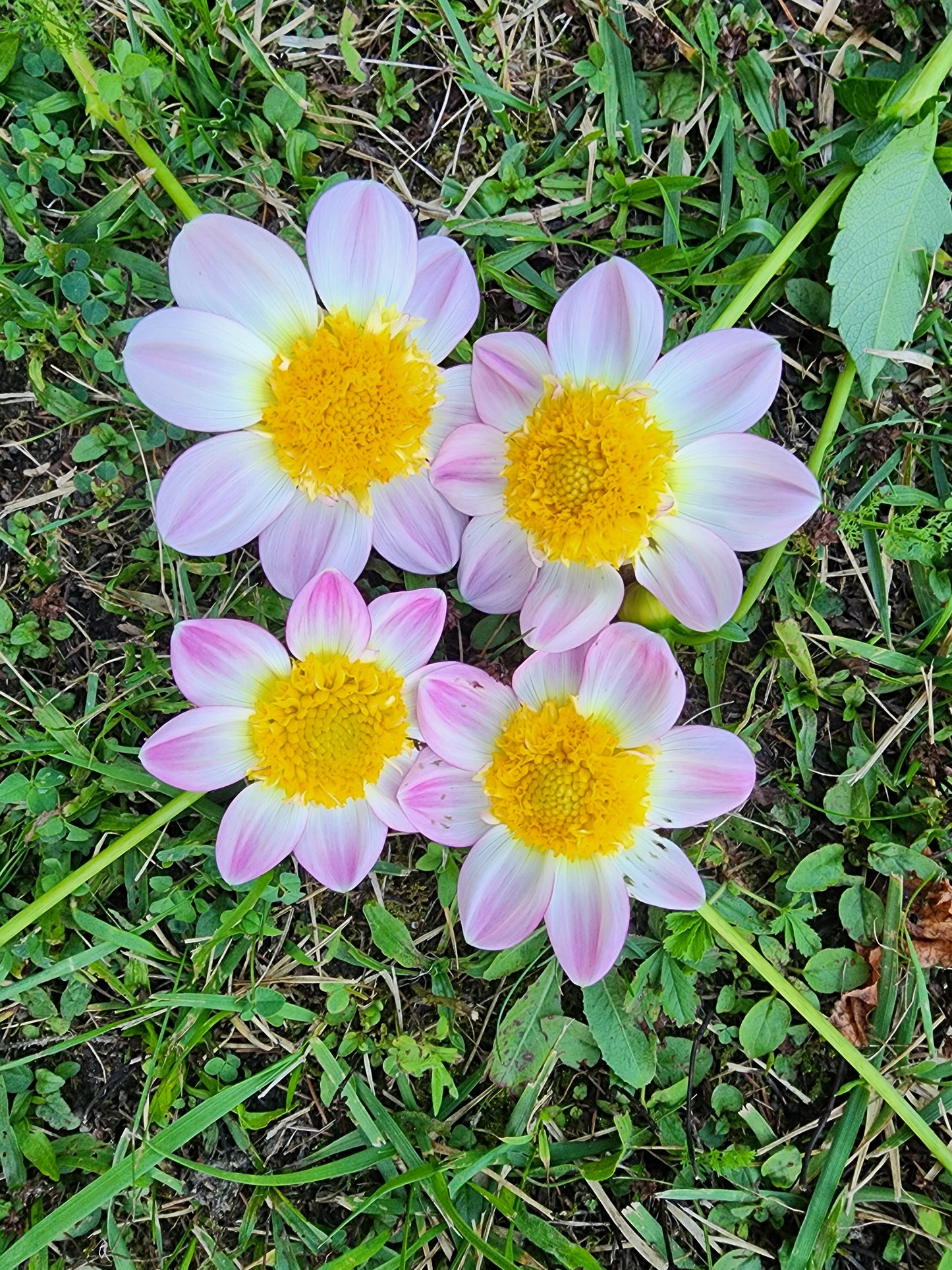 Oakridge Sugar Plum π¨π¦ (1 tuber)