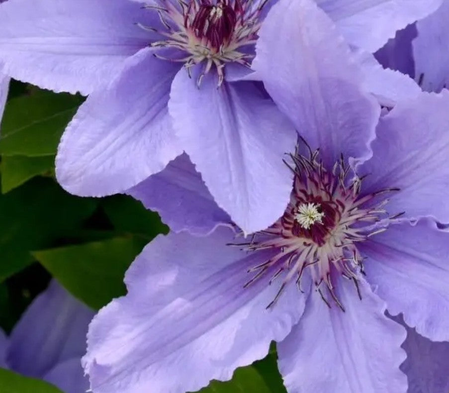 Boulevard Parisienne Clematis