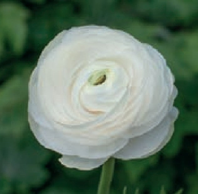 Aviv White Ranunculus
