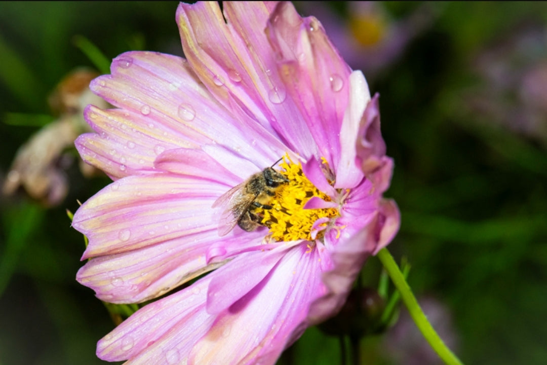 Cosmos Flamingo (10 roots)