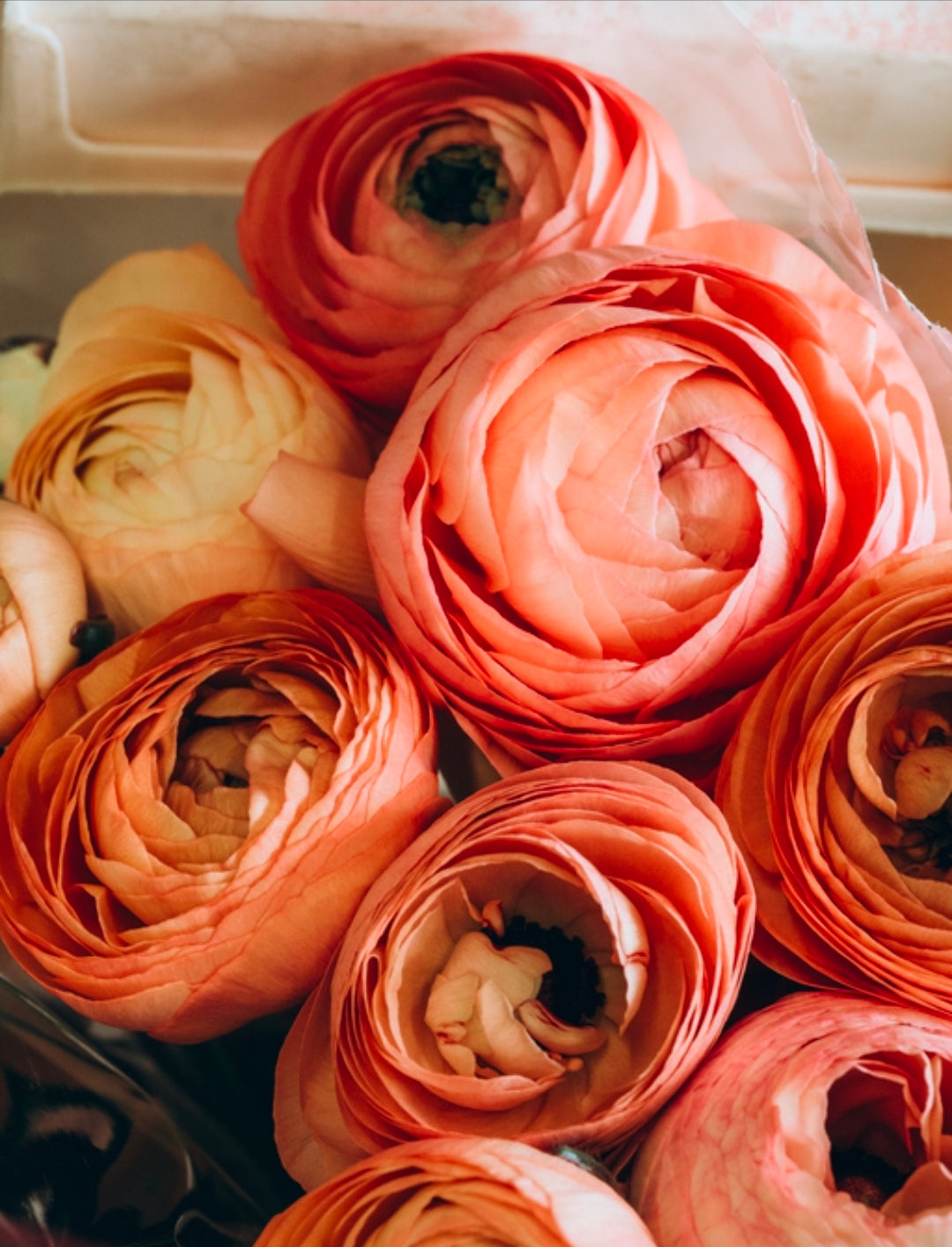 Ranunculus Fall Shipped Amandine Salmon (10 corms)