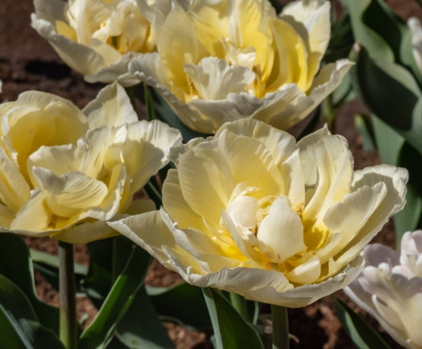 Tulips Fall Shipped Verona (10 bulbs)