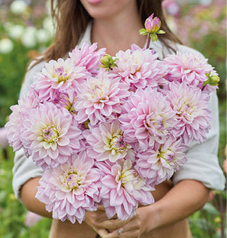 Pink Twilight Imported (5 Tubers)