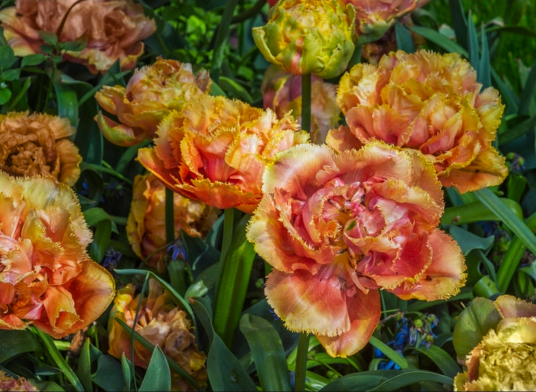 Tulips Fall Shipped Valdivia (10 bulbs)