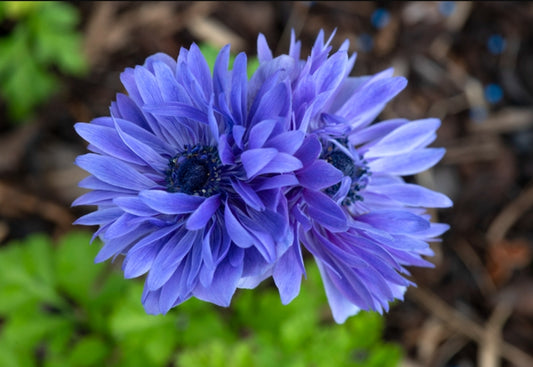 Anemone Lord Lieutenant (10 corms)