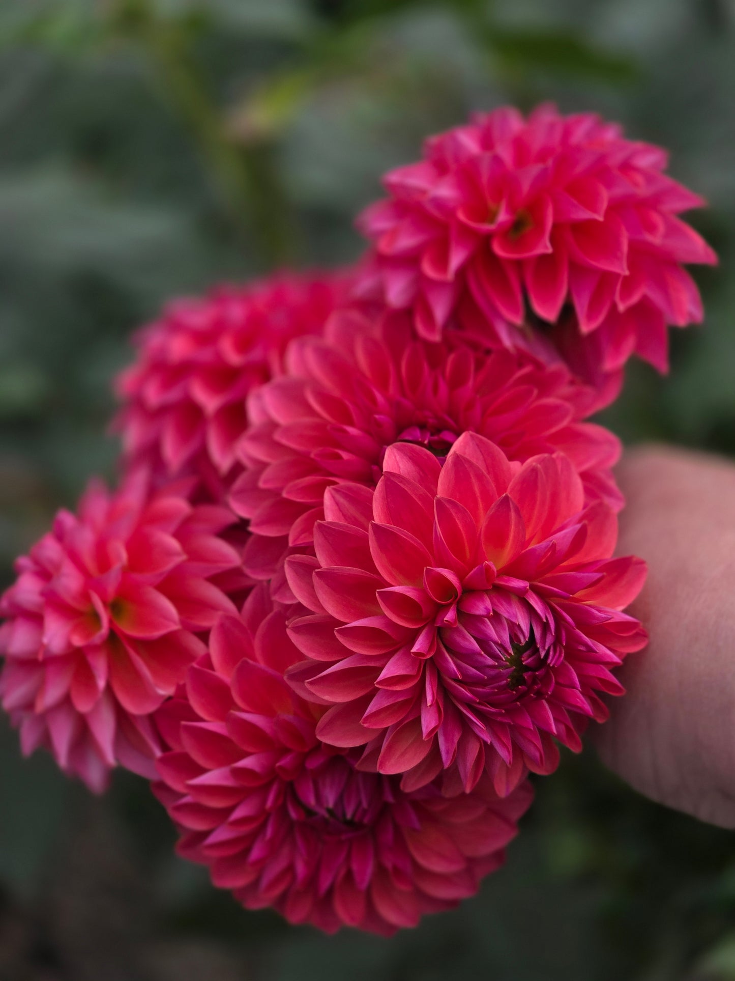 Westwind Ruby 🇨🇦 (1 tuber)