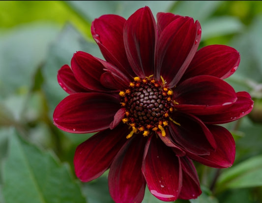 Cosmos Chocolate (1 root)