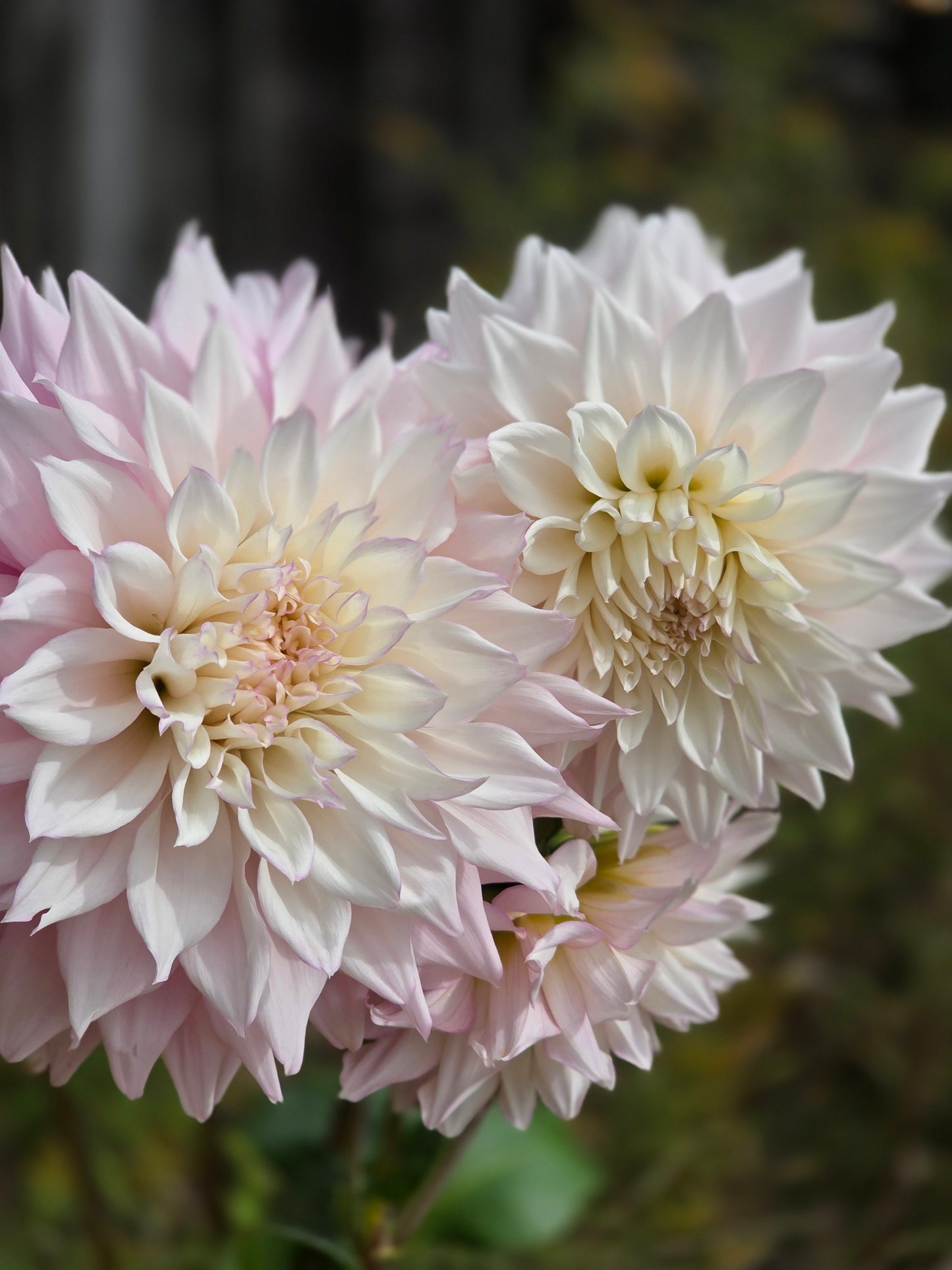 Lee's Blushed Charmeuse (1 tuber)